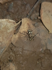 Colobothea distincta