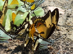 Heraclides androgeus