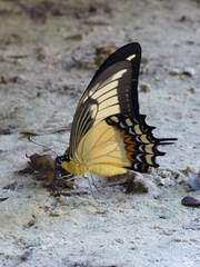 Heraclides androgeus