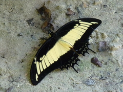 Heraclides androgeus