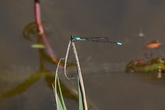 Acanthagrion lancea