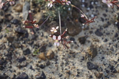 Stylidium lepidum