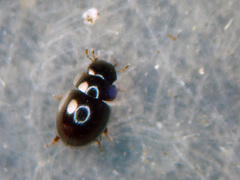 Chaetarthria simillima