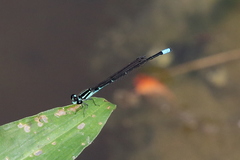Acanthagrion lancea