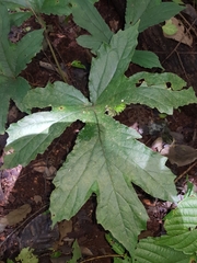 Dorstenia contrajerva