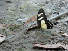 Heraclides torquatus