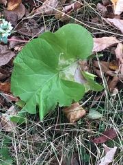 Arctium