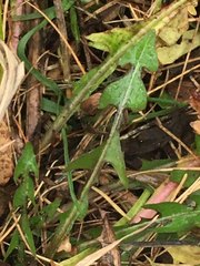 Taraxacum officinale