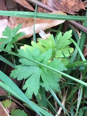 Geranium