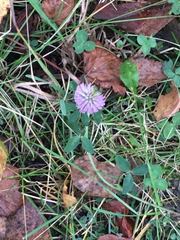 Trifolium pratense