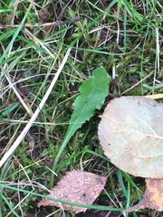 Taraxacum officinale