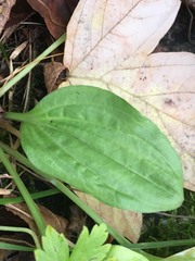 Plantago major