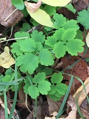Chelidonium majus