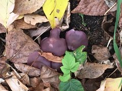 Lepista nuda