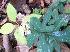 Symphyotrichum