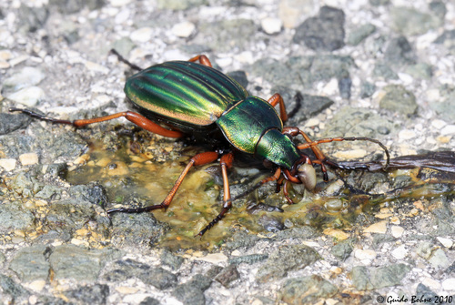 Golden Ground Beetle, photo 4 of 10