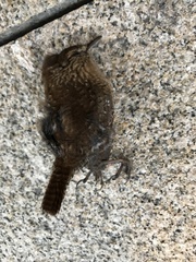 Troglodytes hiemalis