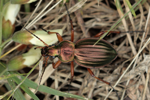 Golden Ground Beetle, photo 2 of 10