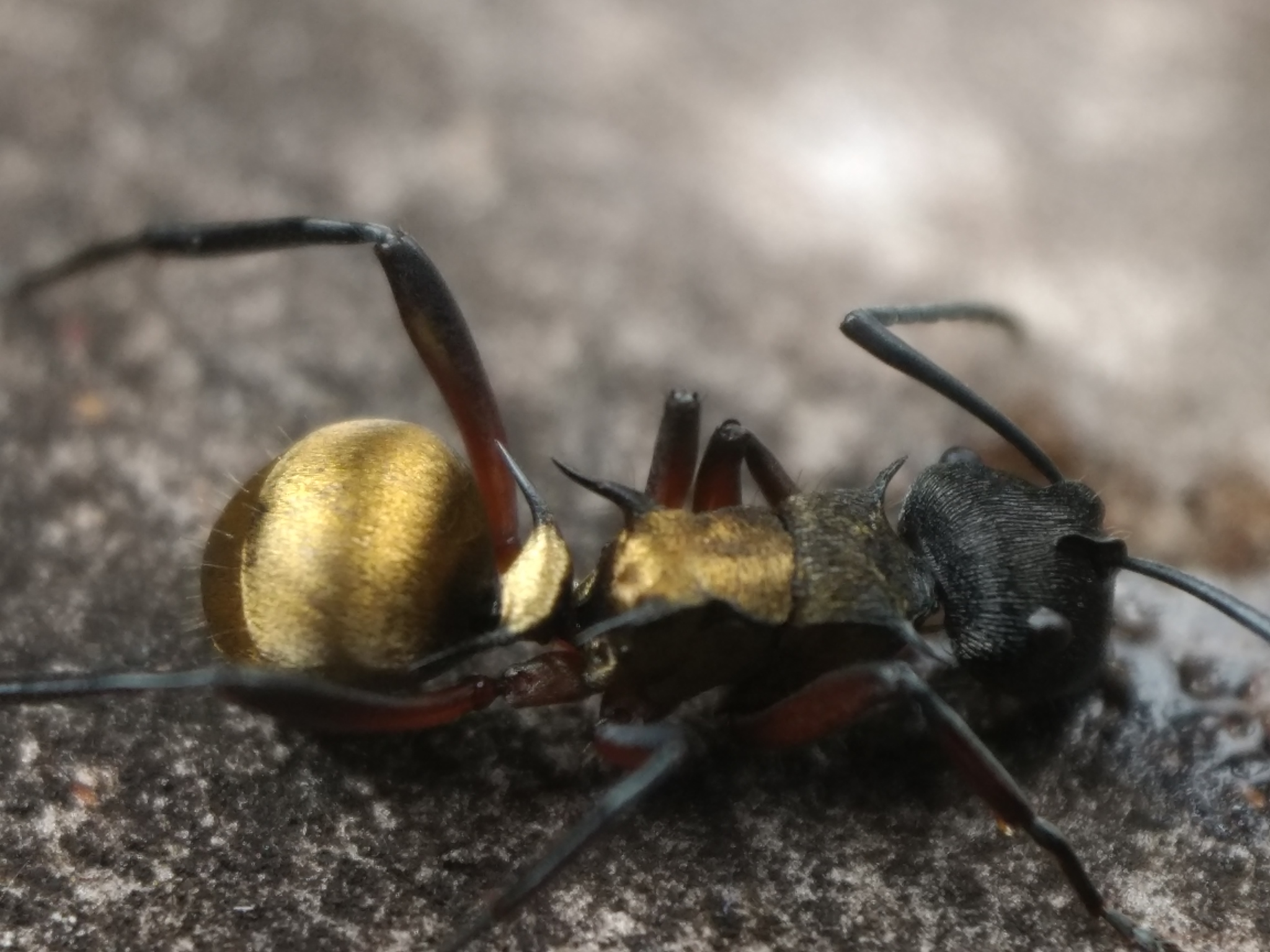 Polyrhachis rufifemur