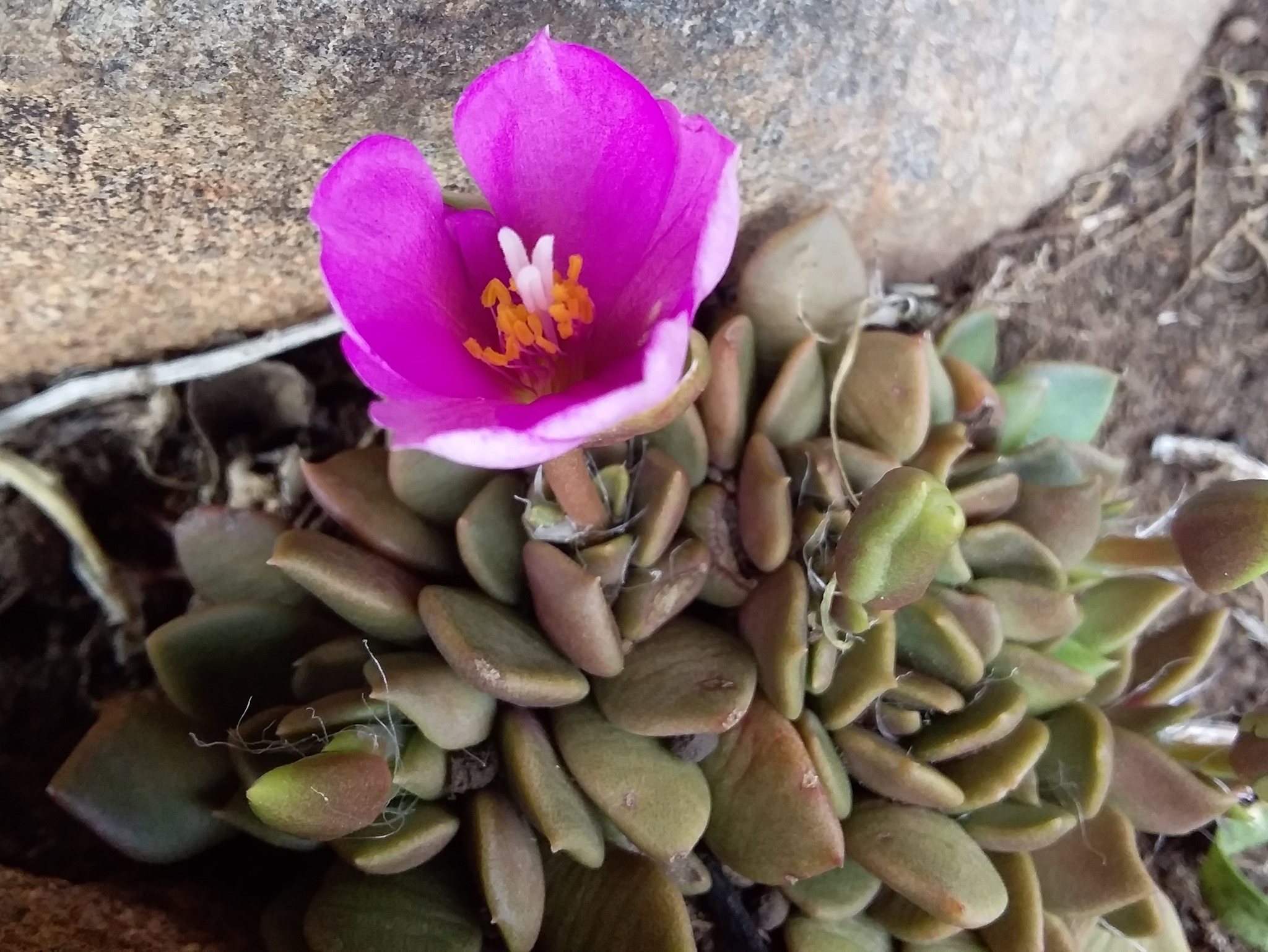Anacampseros rufescens