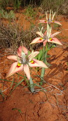 Moraea ciliata cuprina