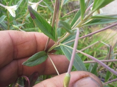 Epilobium salignum