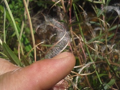 Epilobium salignum