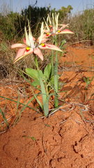 Moraea ciliata cuprina