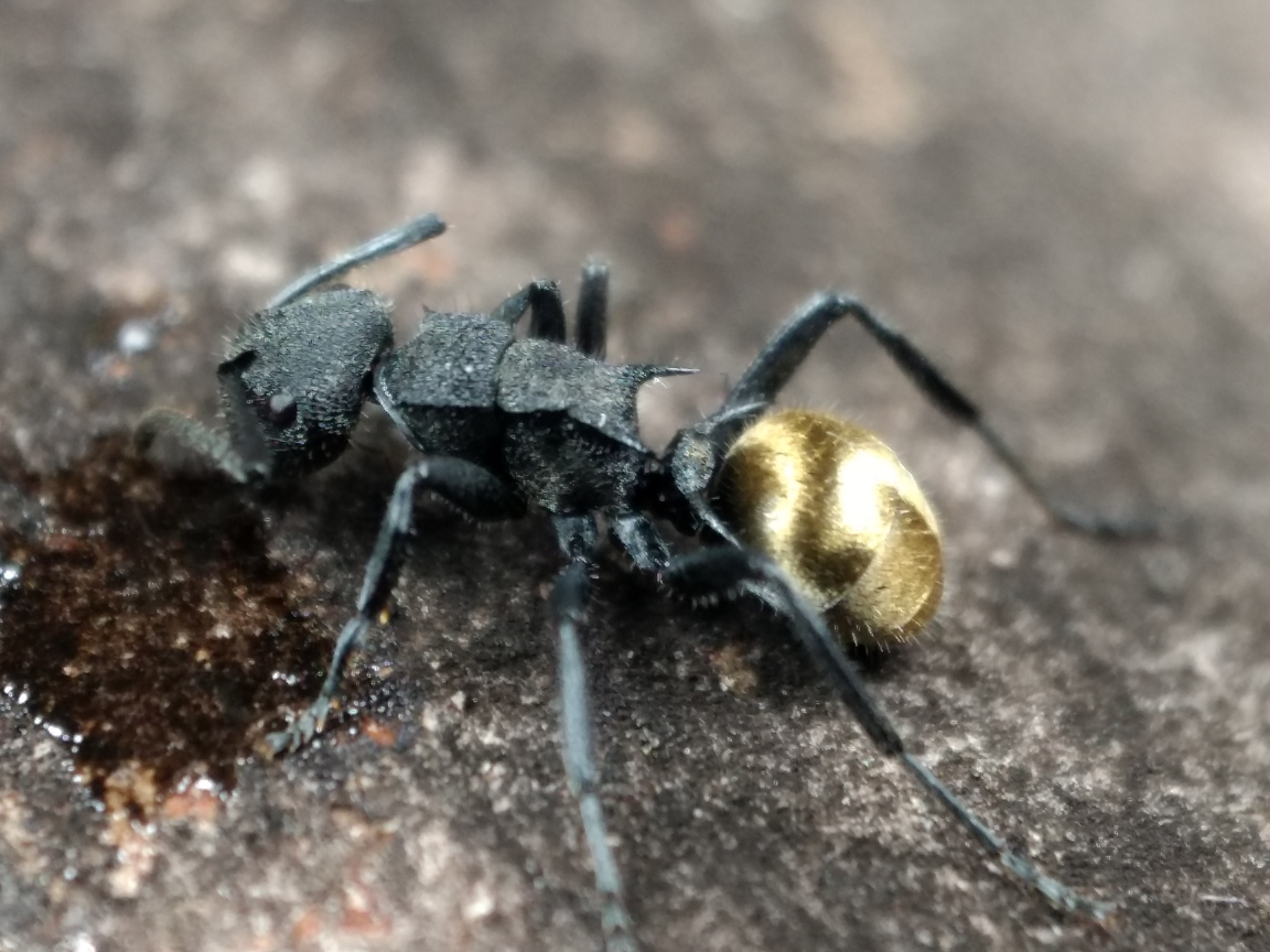 Polyrhachis erato