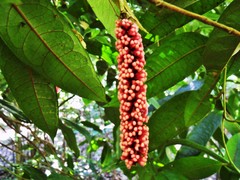 Noahdendron nicholasii