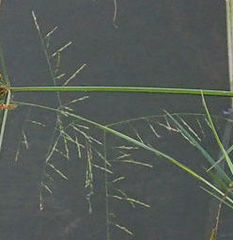 Panicum bisulcatum