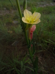 Oenothera indecora