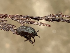 Euphoria sepulcralis