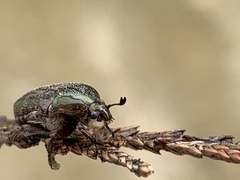 Euphoria sepulcralis