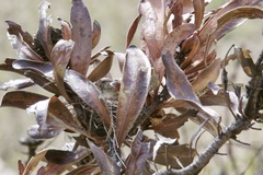 Serinus alario