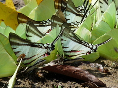 Neographium agesilaus