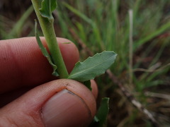 Oenothera indecora