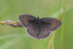 Maniola jurtina
