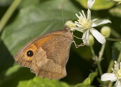 Maniola jurtina