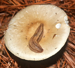Meghimatium pictum