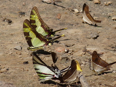 Neographium thyastes thyastinus