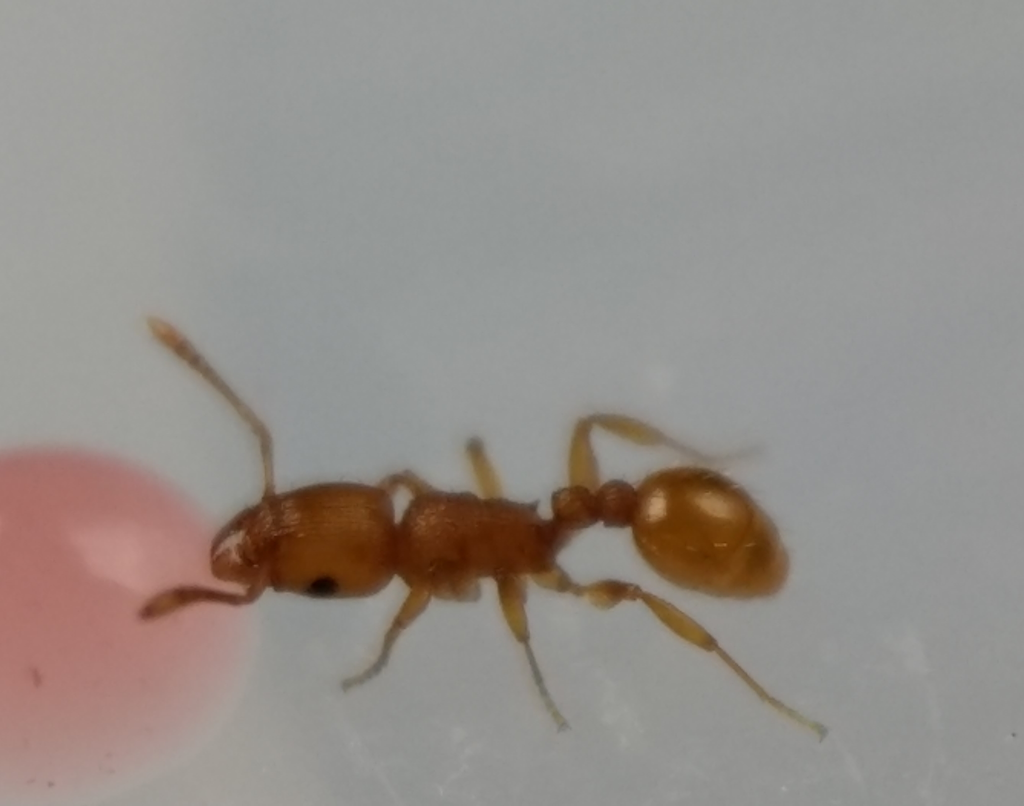 Tetramorium simillimum