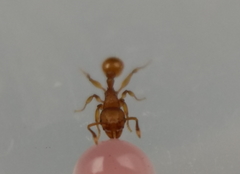 Tetramorium simillimum
