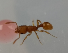Tetramorium simillimum
