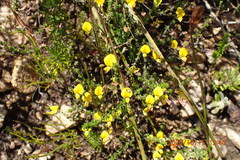 Aspalathus tenuissima