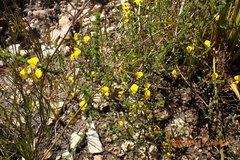 Aspalathus tenuissima