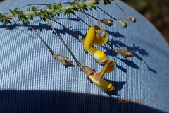 Aspalathus tenuissima