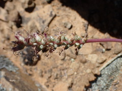 Lachenalia comptonii