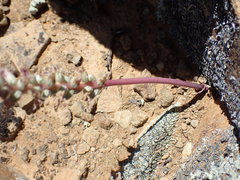 Lachenalia comptonii