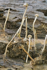 Psathyrella senex